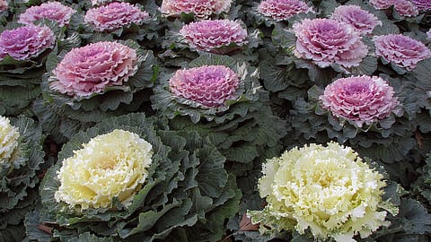 Ornamental Kale